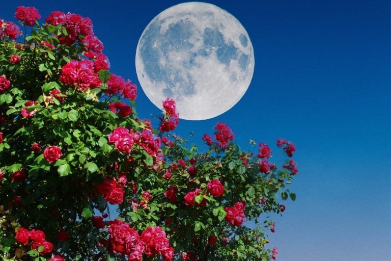 comment jardiner avec la lune en novembre 2024