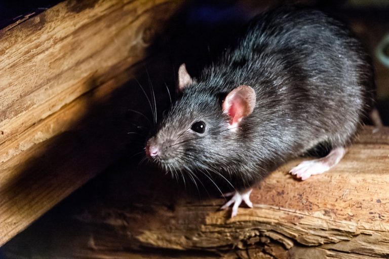 comment se débarrasser rats combles