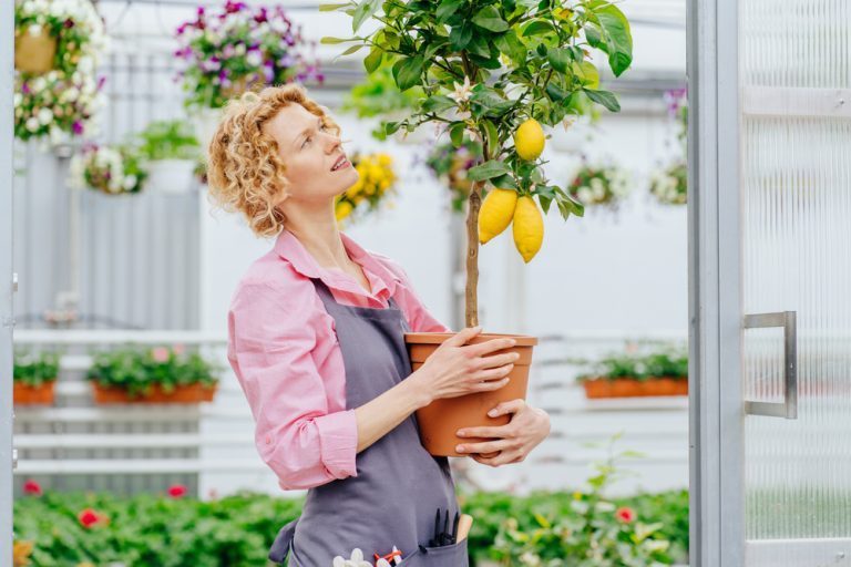 quand planter un citronnier