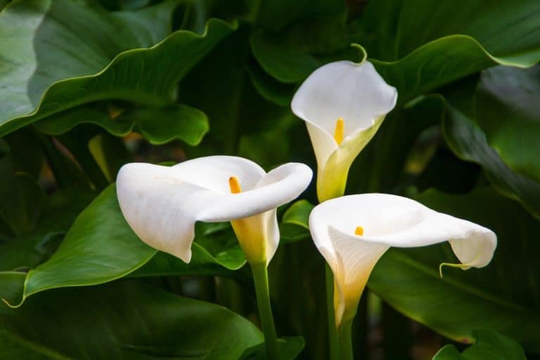 prendre soin de ses arums avant l'hiver
