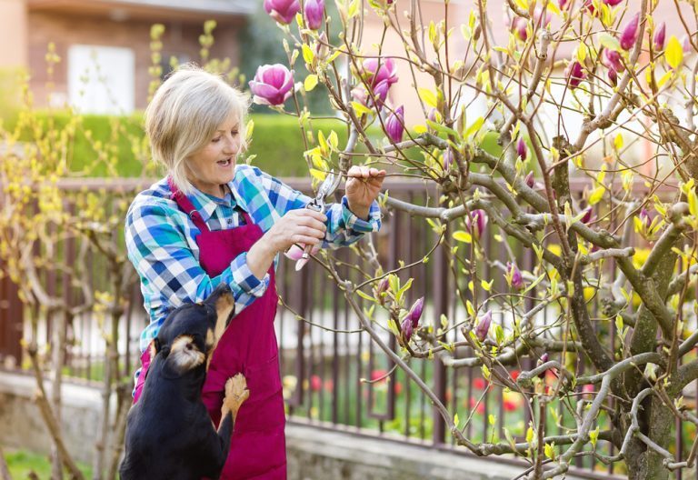 quand tailler les magnolias