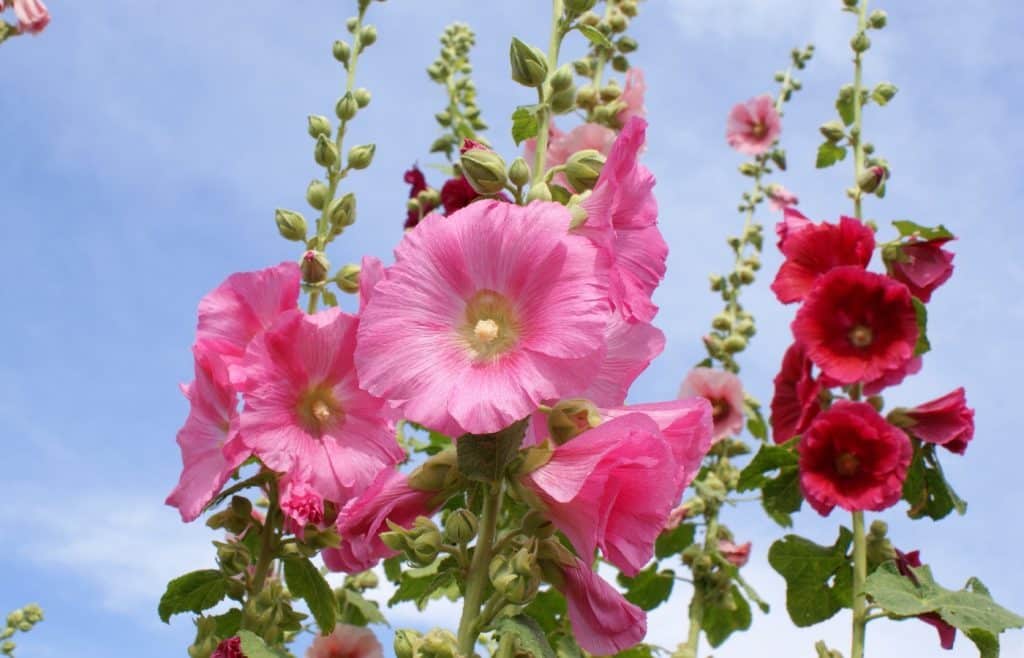 faire pousser rose tremiere