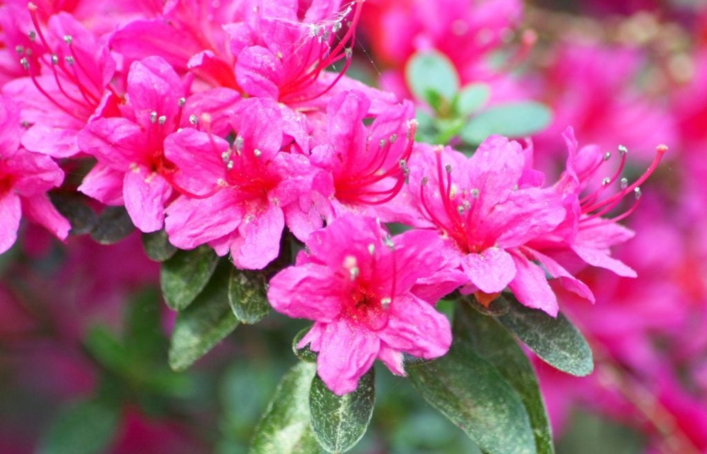 planter des rhododendrons