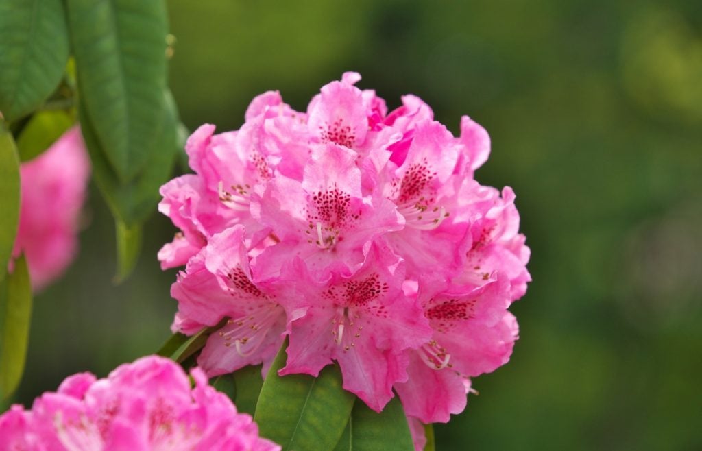 quand planter des rhododendrons