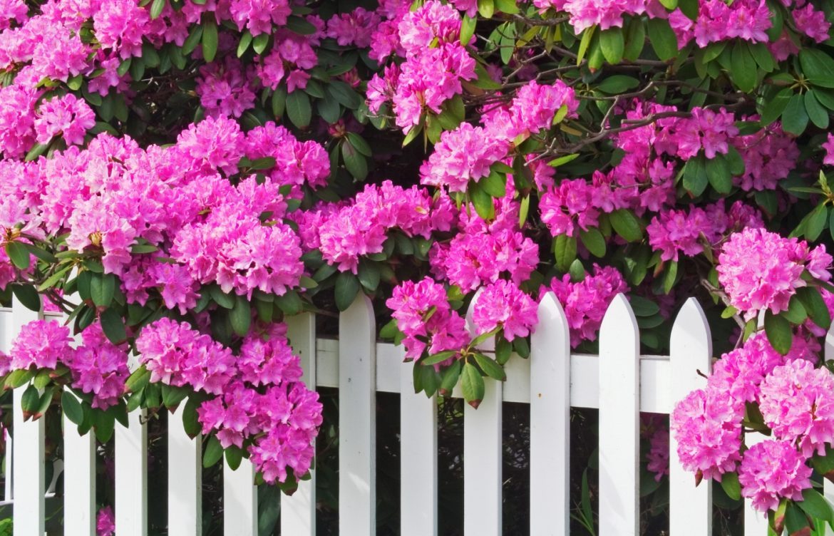 quand et comment planter des rhododendrons
