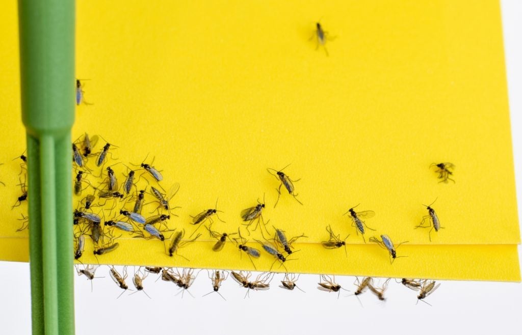 astuces contre les moucherons