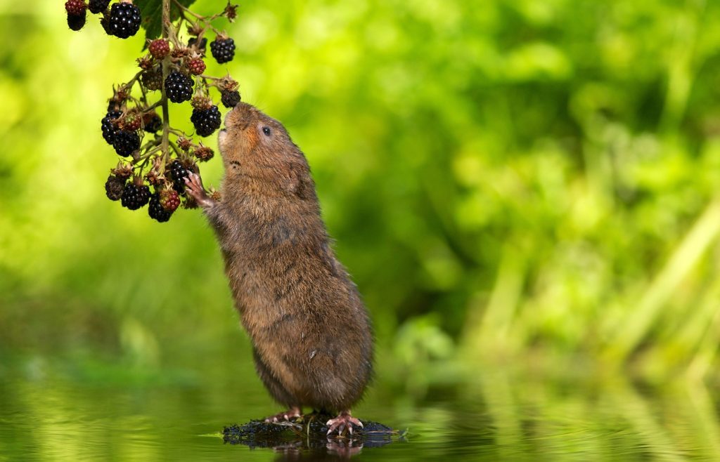 se debarrasser rat taupier