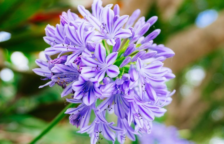 quand et comment planter les agapanthes