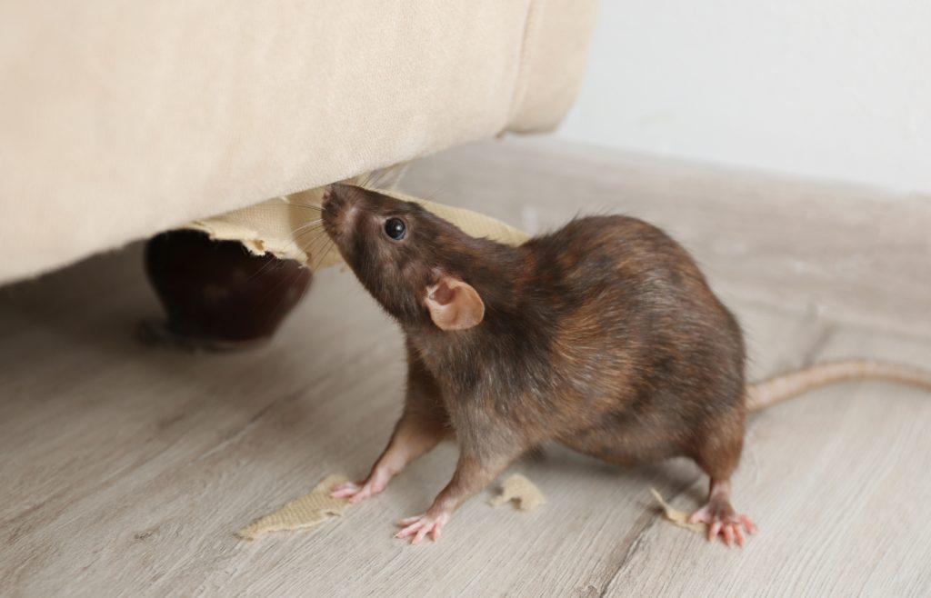 se debarrasser rats et souris