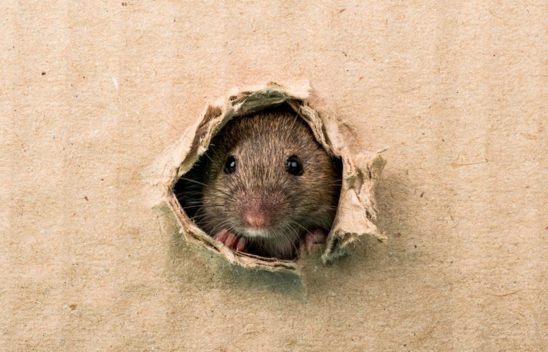 par ou entrent les rats et souris