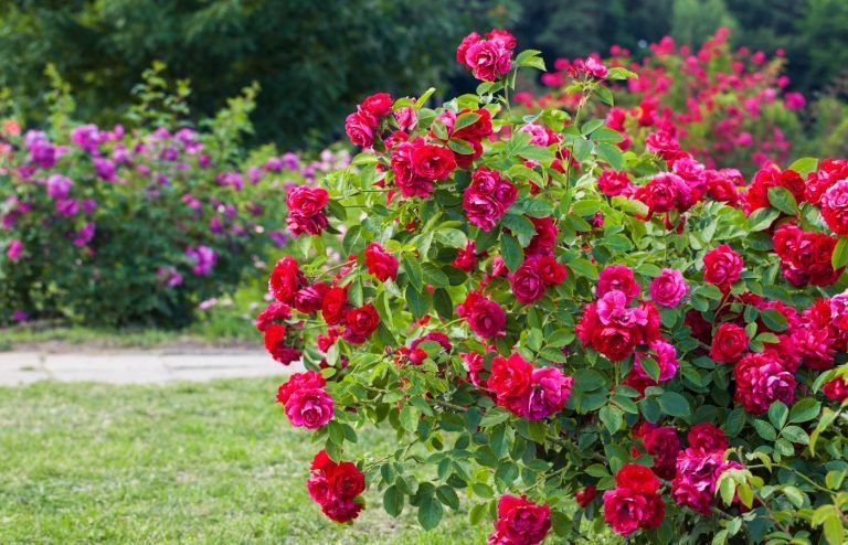 astuces taille du rosier buisson