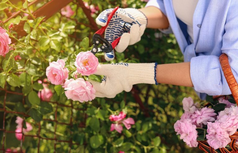 quand et comment tailler les rosiers