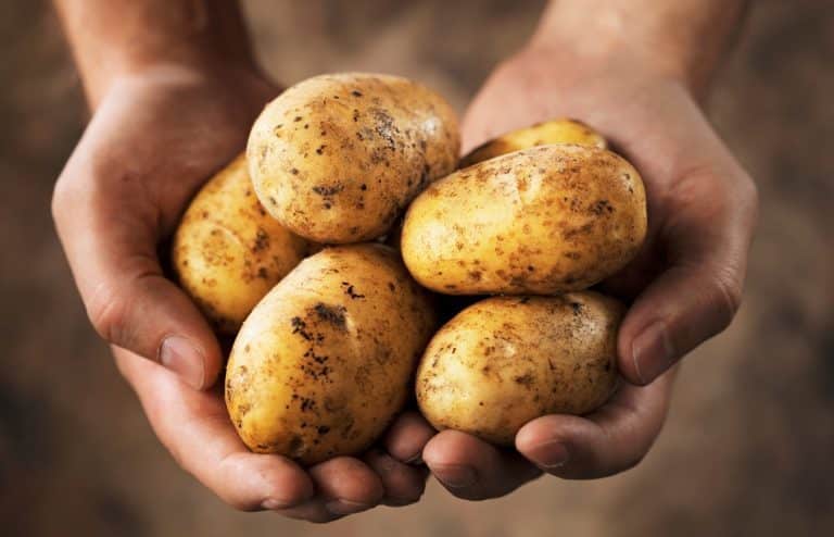 quand et comment planter pommes de terre