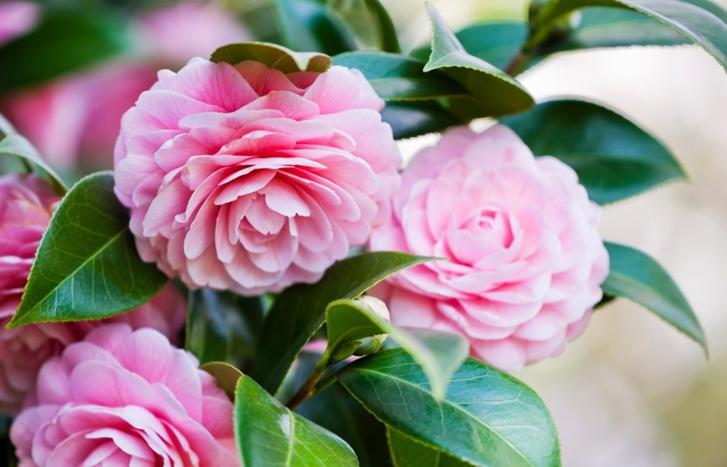 camelia et froid
