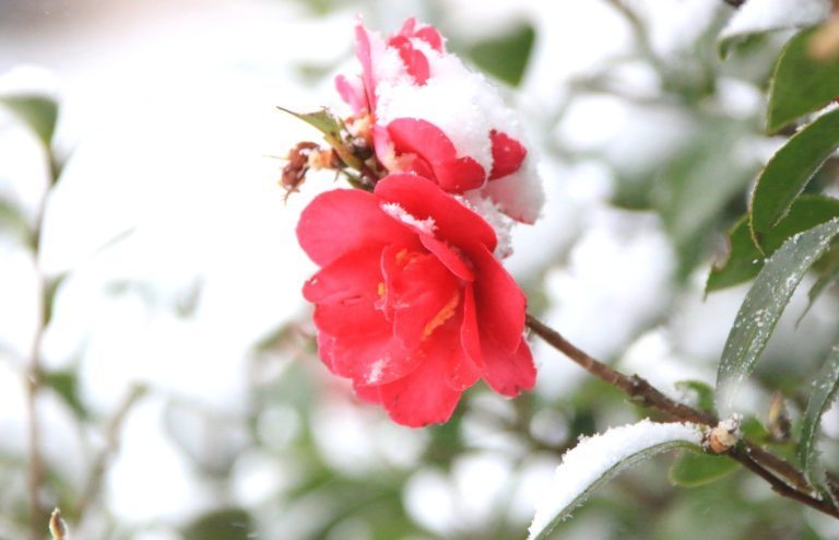 camelia sous la neige