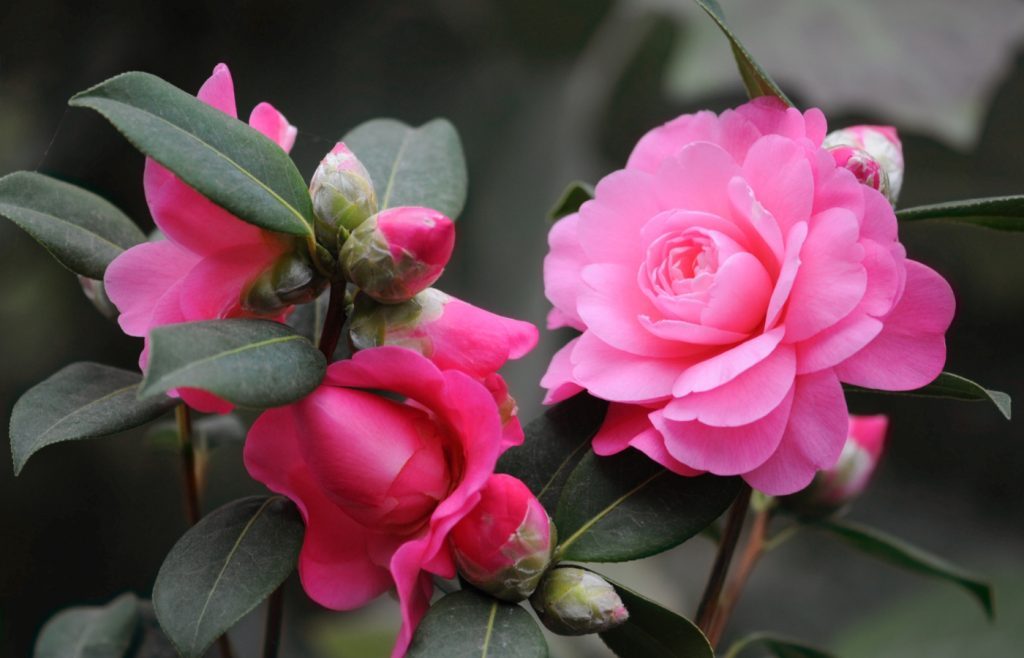 entretenir camelia hiver