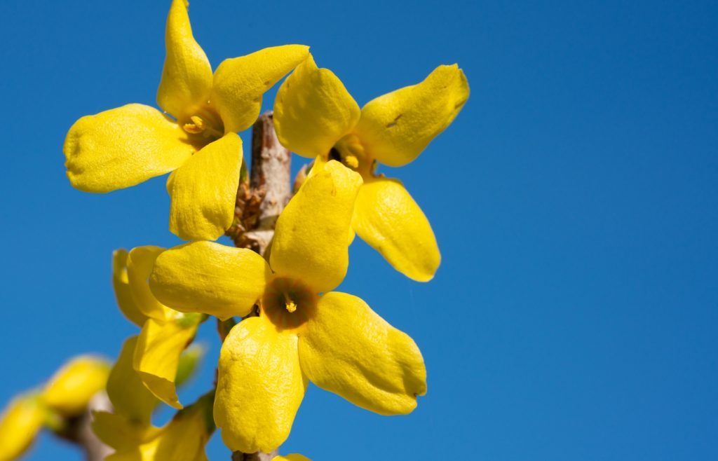 tailler le forsythia