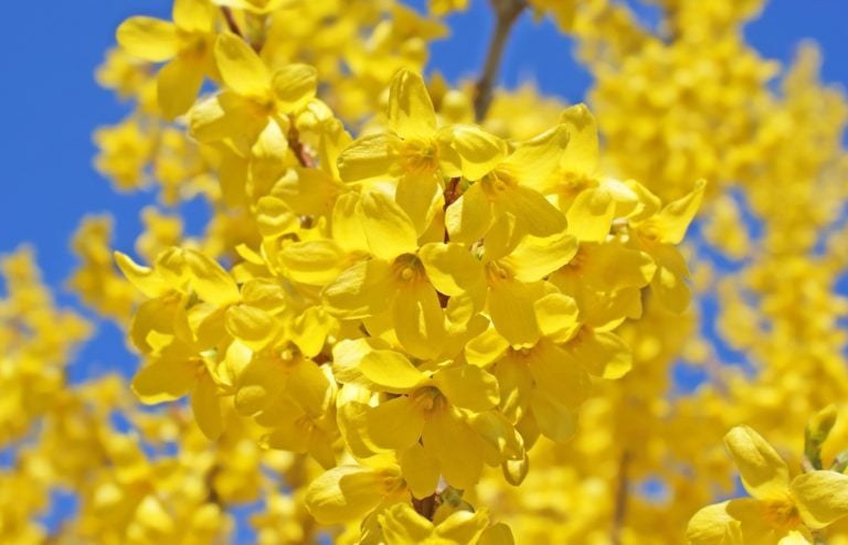 quand et comment tailler un forsythia