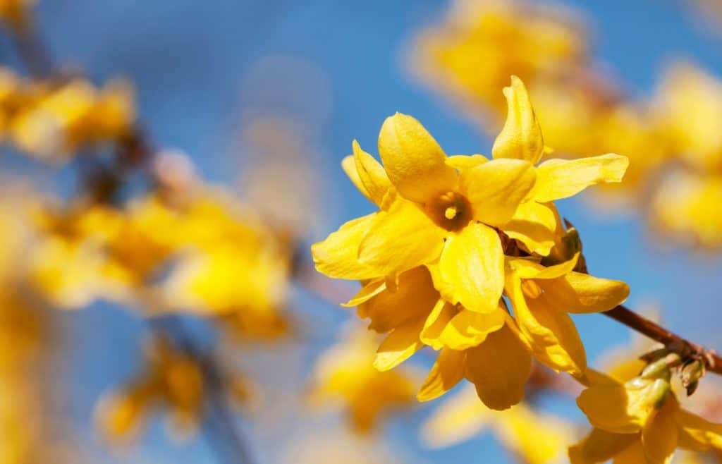 entretien forsythia