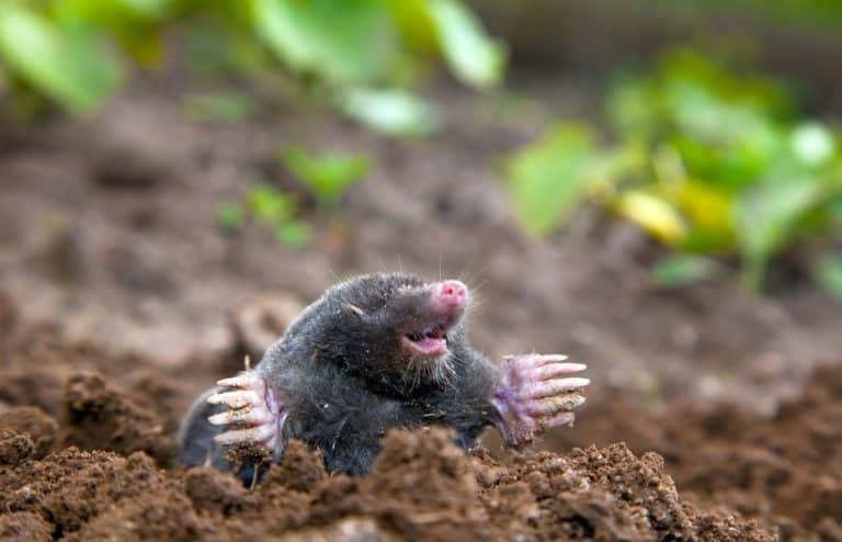 astuces pour se débarrasser des taupes
