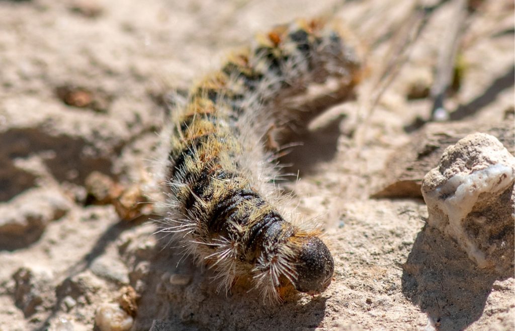 repousser chenille processionnaire