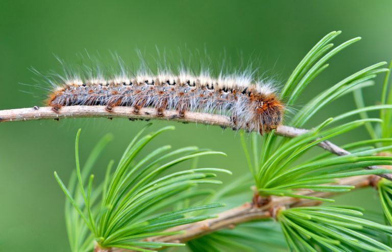 eliminer chenille processionnaire