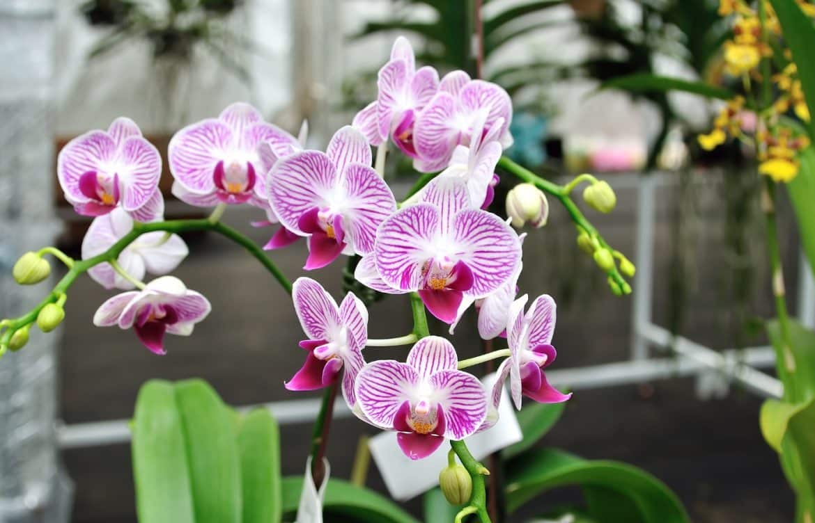 cuillères ingrédient faire refleurir vos orchidées en hiver