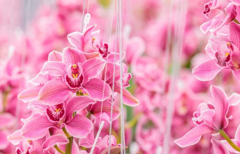 orchidée en fleurs