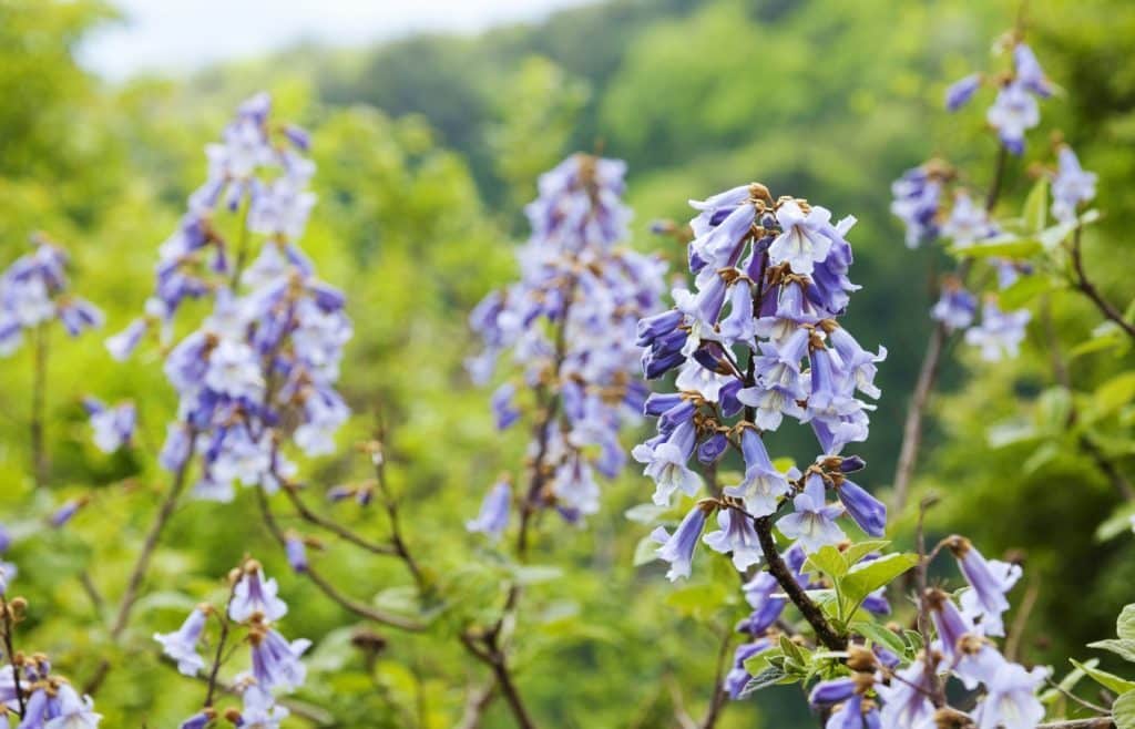 paulownia fleurs violettes