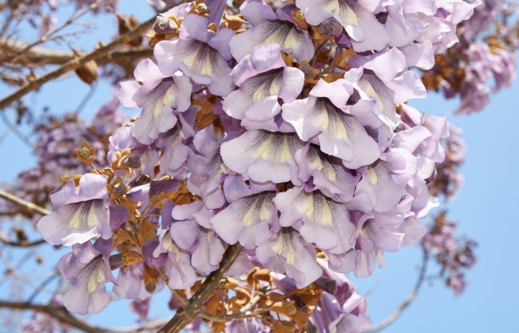 croissance rapide paulownia