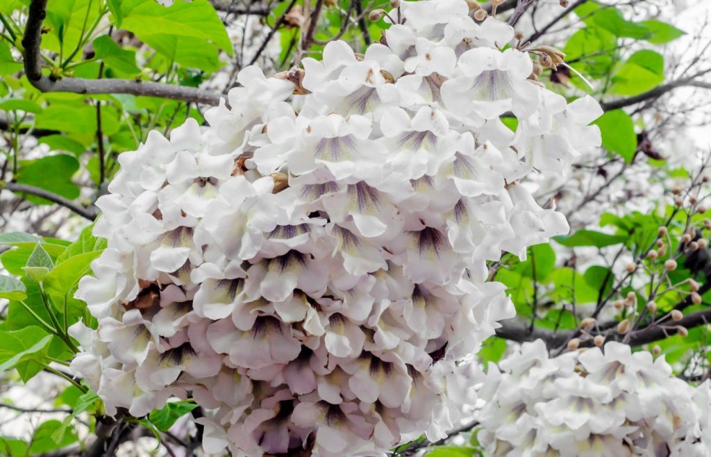 fleurs blanches paulownia