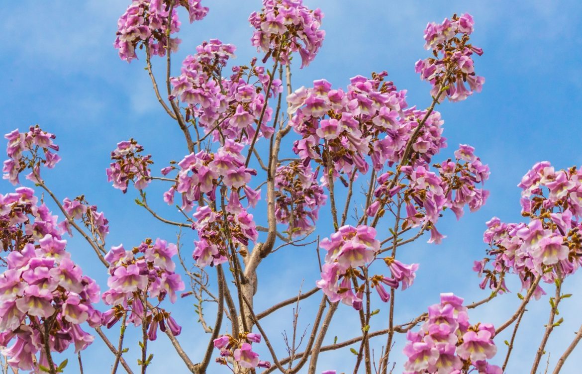 paulownia rivalise avec le bambou