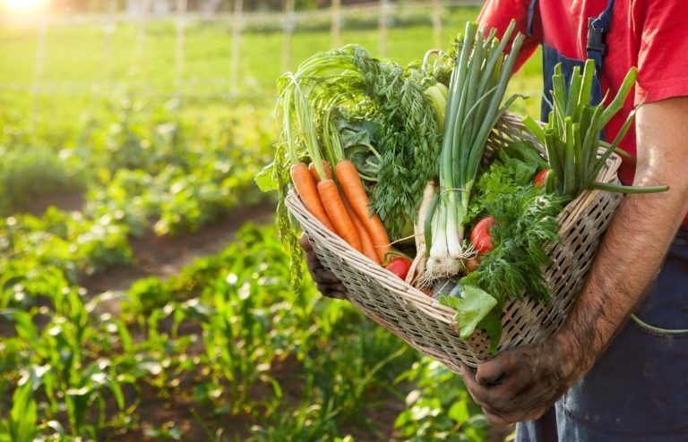 5 légumes à planter au potager en hiver