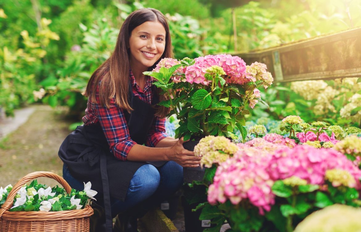 hortensia hiver protection