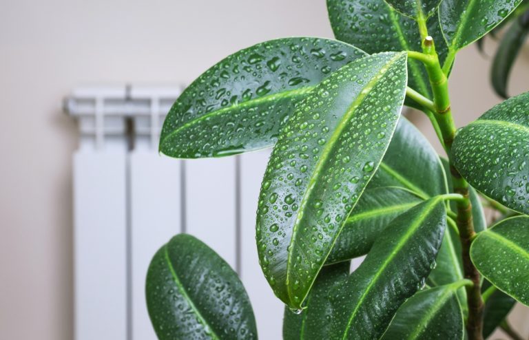 plantes anti humidité
