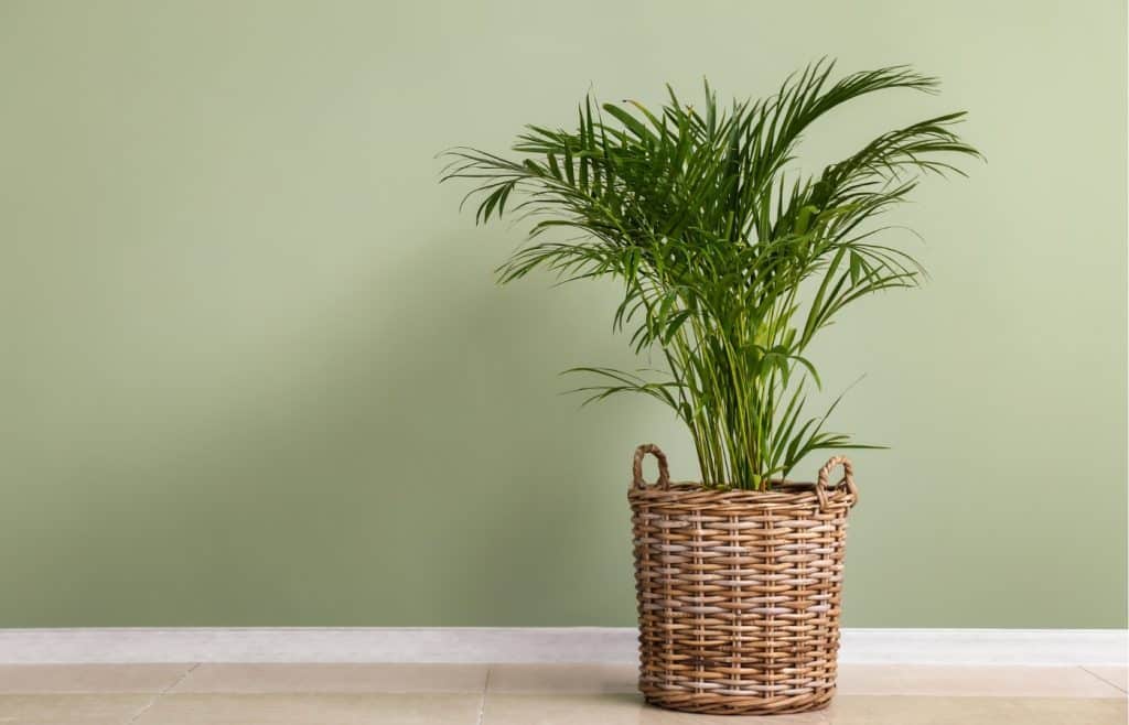 palmier Areca
