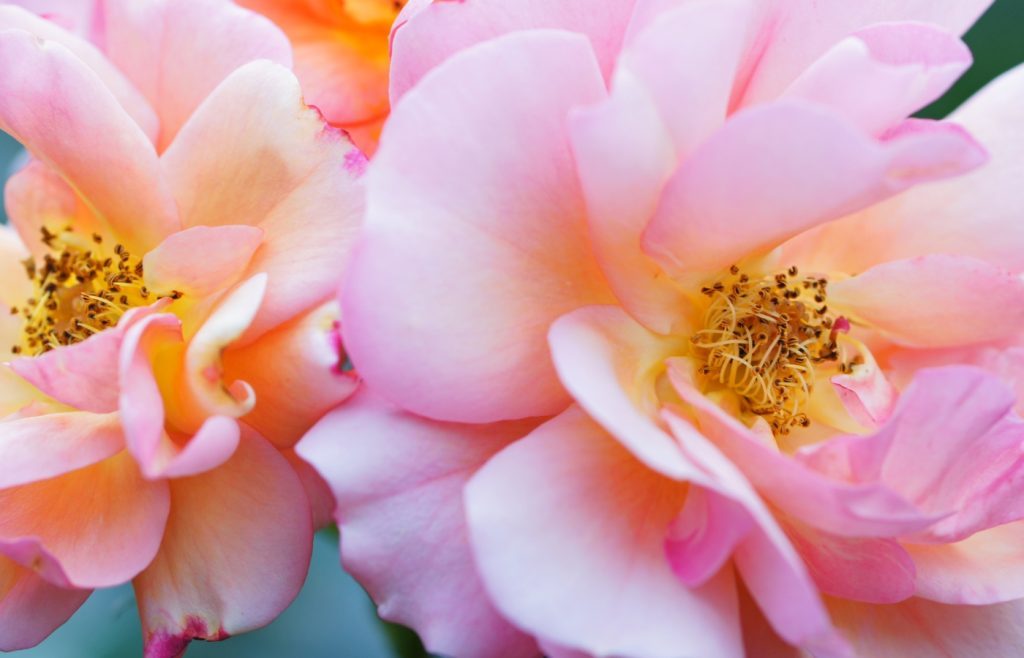 rosier aprikola