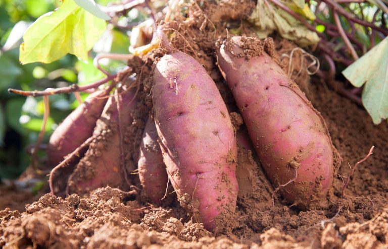 quand et comment planter des patates douces
