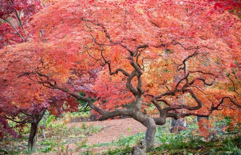 quand et comment tailler érable du japon