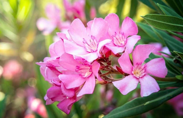 Laurier-rose : Comment bien fixer un voile d'hivernage pour qu'il survive à l'hiver ?