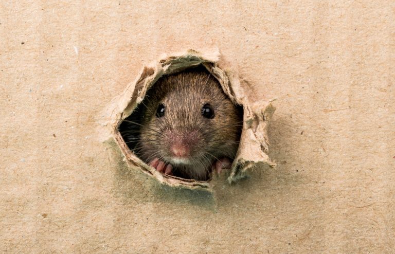 astuce grand mere souris