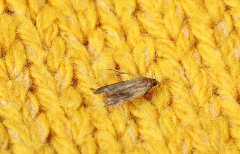 se débarrasser mites textiles