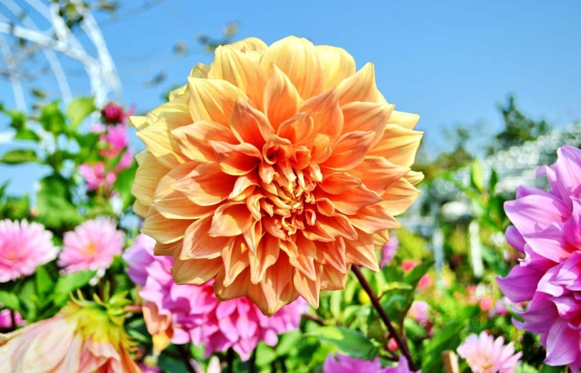 planter des dahlias jardin