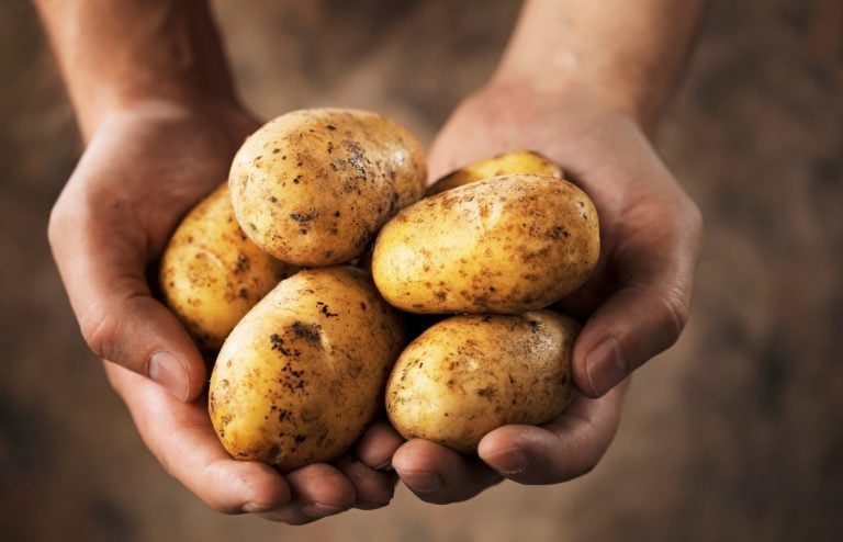 cultiver pommes de terre balcon