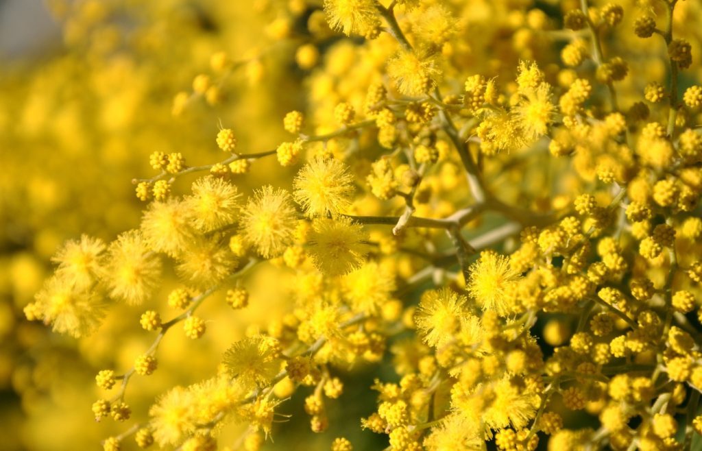 conseils planter mimosa