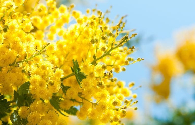 quand et comment planter un mimosa