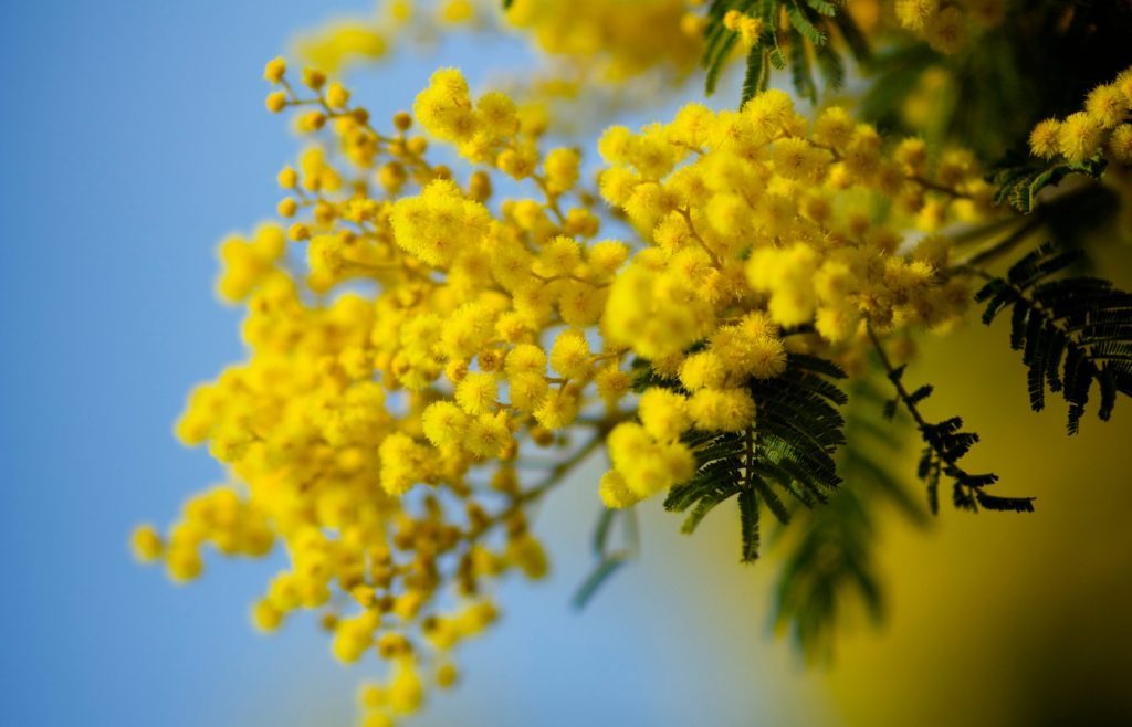 planter mimosa jardin