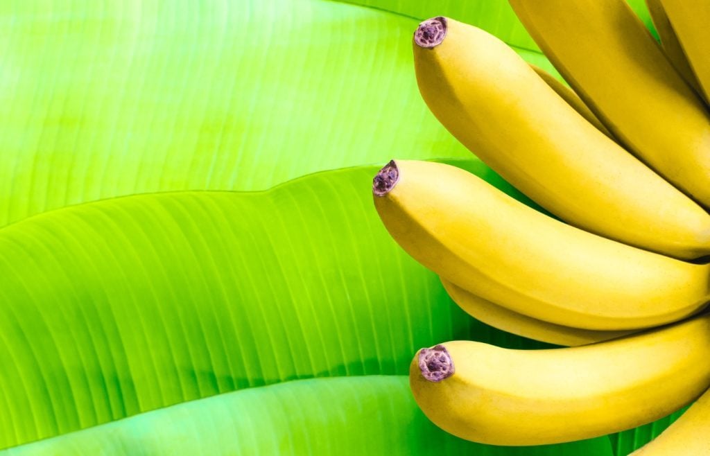 utiliser peau de banane plante