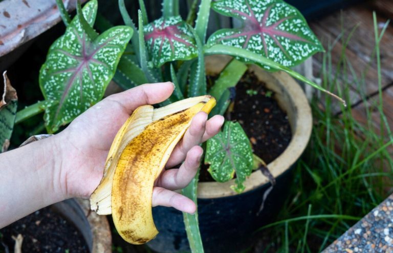 peau de banane plante intérieur