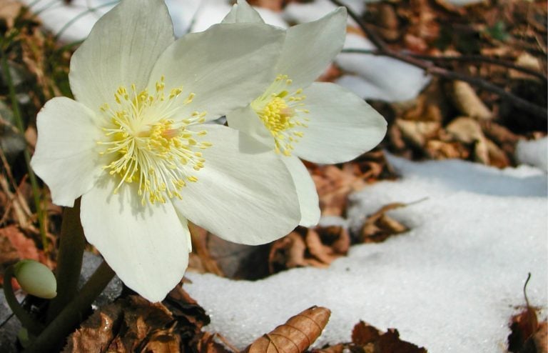 hellebore noire neige